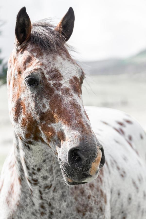 Wild Horses Lodge Harrismith Bagian luar foto