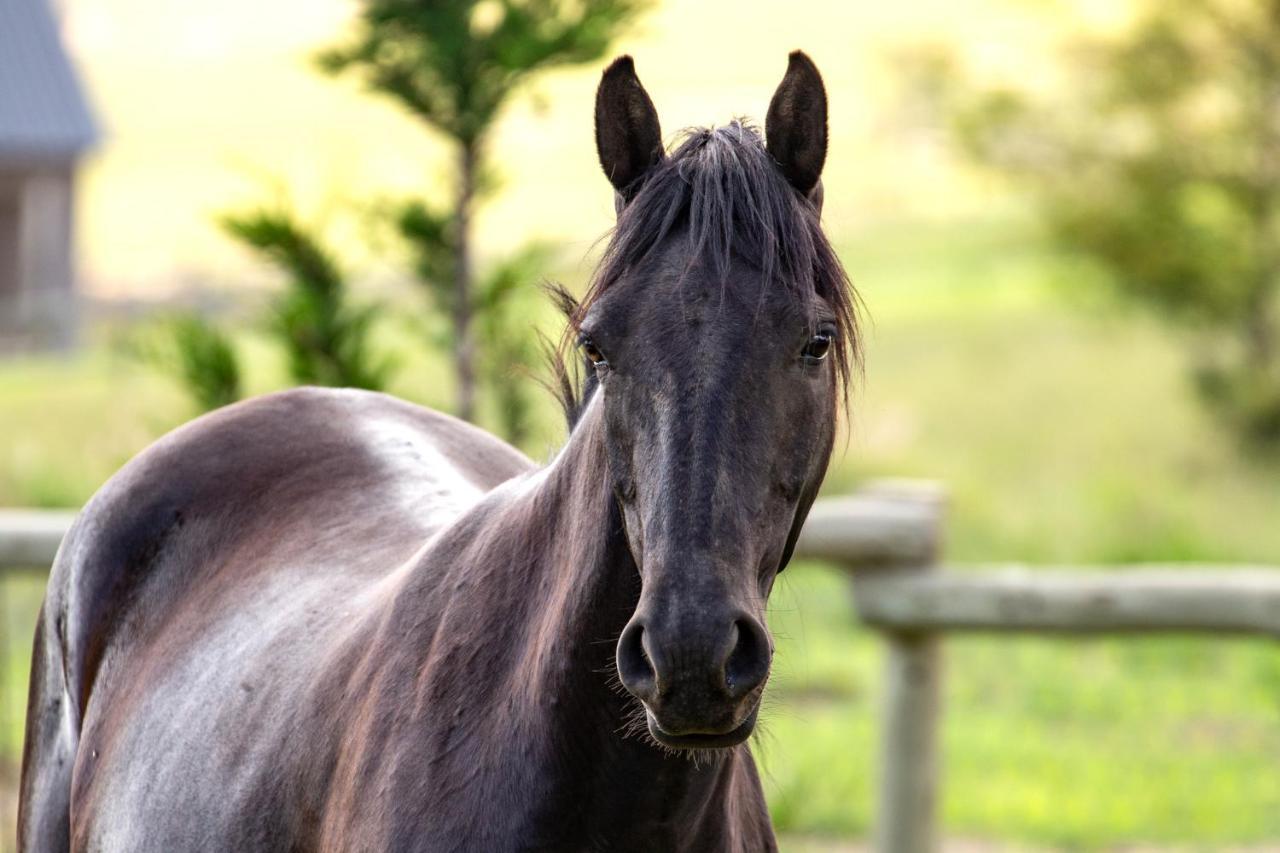Wild Horses Lodge Harrismith Bagian luar foto